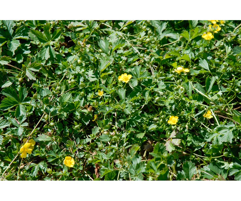 Creeping Cinquefoil